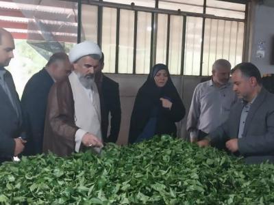 سرمایه‌گذاری در بخش چای نتیجه‌بخش خواهد بود