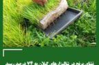 انجام نشای برنج در ۱۷۸ هزار هکتار از شالیزارها