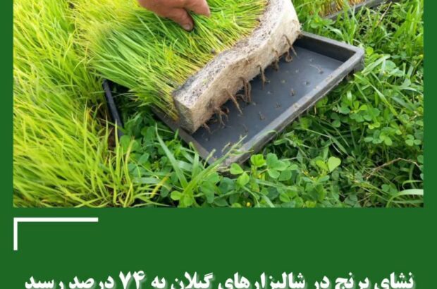 انجام نشای برنج در ۱۷۸ هزار هکتار از شالیزارها