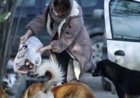 دلسوزی‌های نابه‌جا؛ مانعی بر سر راه مدیریت اصولی سگ‌های بلاصاحب
