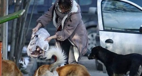 دلسوزی‌های نابه‌جا؛ مانعی بر سر راه مدیریت اصولی سگ‌های بلاصاحب