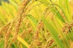طرح جهش تولید برنج برای نخستین بار در گیلان اجرایی شد