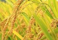 طرح جهش تولید برنج برای نخستین بار در گیلان اجرایی شد