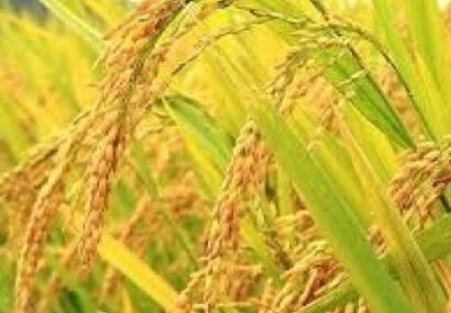 طرح جهش تولید برنج برای نخستین بار در گیلان اجرایی شد