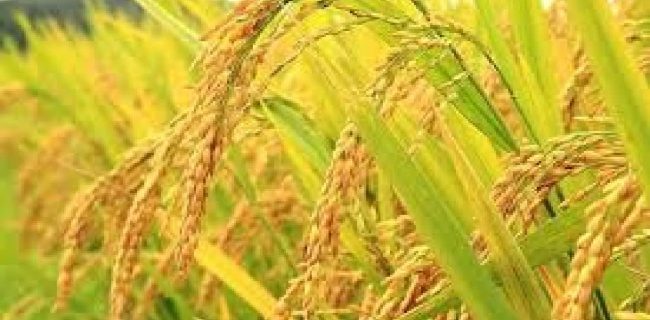 طرح جهش تولید برنج برای نخستین بار در گیلان اجرایی شد