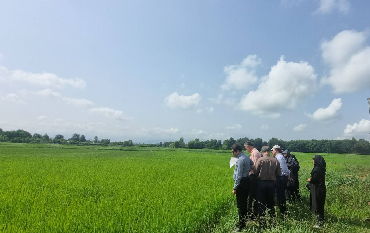 در راستای تدوین سند استانی سلامت محصولات کشاورزی؛وضعیت شالیزارهای رشت ارزیابی می‌شود