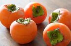 خرمالوی گیلان؛ از پیش بینی برداشت ۲۹۰۰ تنی تا مبارزه غیرشیمیایی با مگس میوه