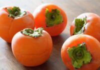 خرمالوی گیلان؛ از پیش بینی برداشت ۲۹۰۰ تنی تا مبارزه غیرشیمیایی با مگس میوه