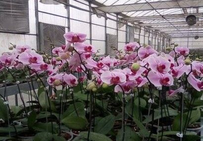 پیش بینی تولید ۱۶ میلیون شاخه ارکیده در گیلان پیش بینی تولید ۱۶ میلیون شاخه ارکیده در گیلان