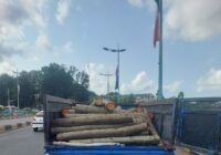 چوب آلات قاچاق در لاهیجان کشف وضبط شد