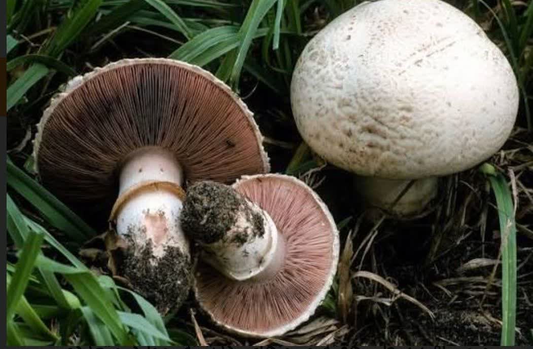 از خوردن قارچ‌های وحشی و خود رو در طبیعت بپرهیزید