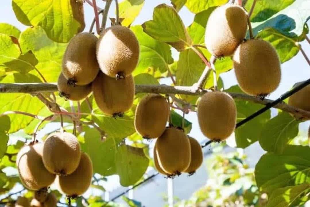 پیش بینی برداشت بیش از ۱۸۰ هزار تُن کیوی در گیلان
